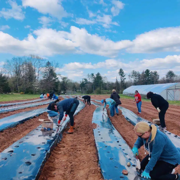 Group Of People Engaged In Farm Work